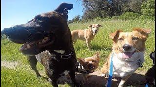 Awesome Paws - San Diego Dog Walking and Boarding