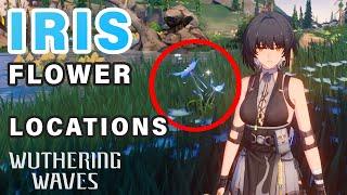 Iris Flower Locations | Ascension Material ► Wuthering Waves