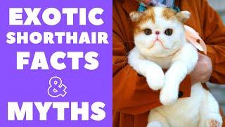 Exotic Shorthair Cats 101 : Fun Facts & Myths