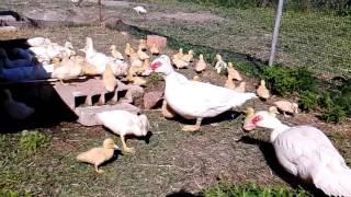 KacsaFarm/Duck Farm-Muscovy duck