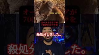 オーストラリアでコアラを処分？！なぜ、悲しすぎる現実#コアラ #australian #動物 #保護活動