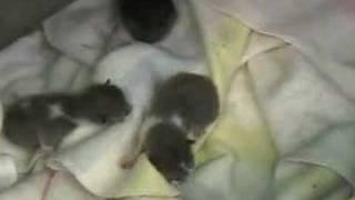 Abandoned Kittens Rescue