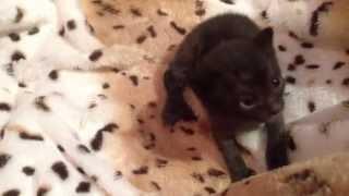 BENGAL KITTEN | 3 weeks old | CUTE