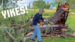 My Willow Tree Exploded Itself!