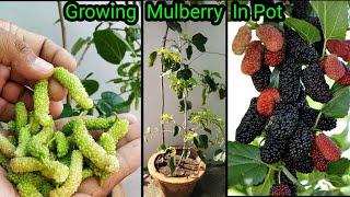 Gamle Me Dher Sari Mulberry /Shahtoot Ugaiye ~ How To Grow Mulberry From Cutting ~2 Year's Update