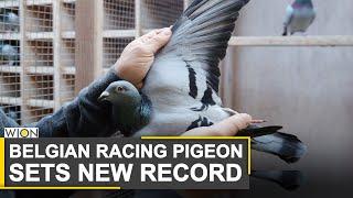 Belgian racing pigeon flies past record in auction | World News | WION News