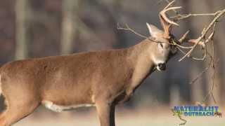 Oh Deer! White-Tailed Deer Biology