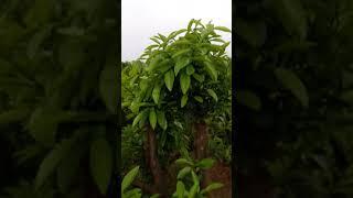VƯỜN CÂY Giống ĐẶC SẢN BƯỞI DIỄN 100.000 Cây Bưởi Diễn 2 Năm Tuổi, Sai Quả, Cực Ngọt: 096.239.2038