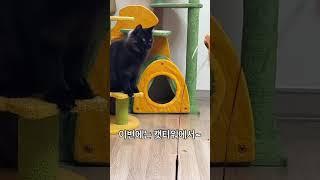 #shorts 알리익스프레스에서 구입한 고양이 장난감