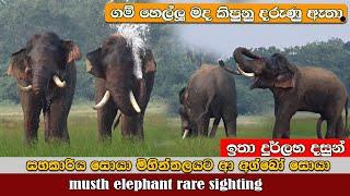 musth elephant's very rare sightings - මද කිපුණු අ‍ග්‍බෝගේ නොදුටු දසුන්