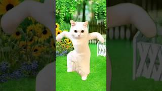 Happy Cat Dancing | #cat #catdance #dance #shorts #viralvideo #trending