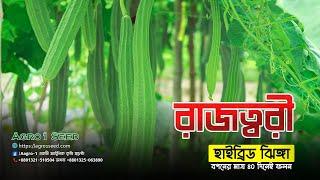 মাত্র ৩৫- ৪০ দিনে ঝিঙ্গার ফলন, "রাজত্বরী" হাইব্রিড ঝিঙ্গা | Agro1 Seed | Agro1 Global LTD.