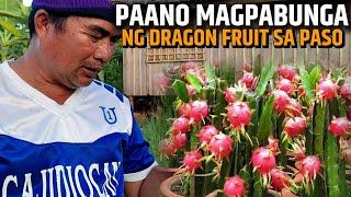 PAANO MAPABUNGA ANG DRAGON FRUIT SA CONTAINER | D' Green Thumb