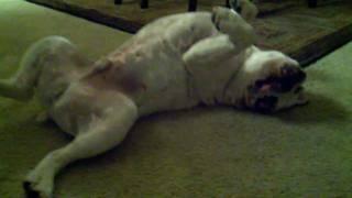 Sashimi English Bulldog acting crazy.