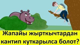 Жапайы жырткычтардын кол салуусунан куткарчу 13 насаат - кыргызча логикалык суроолор, табышмактар