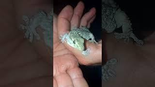 Выловлен в доме незаконный поселенец  #shorts