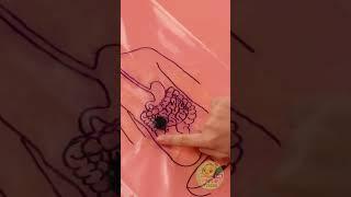 ️ Discover What Happens Inside Your Tummy  After You Eat! 
