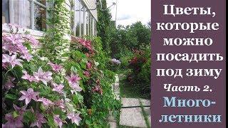  Цветы, которые можно посеять под зиму. Часть 2. Многолетники