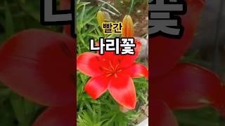 꽃이팡팡 ~ 빨간색 나리꽃이 피었어요~