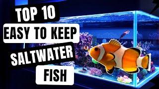 Top 10 Saltwater Fish For Beginners