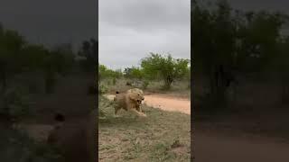 Styx male lion in danger #wildlife #lion