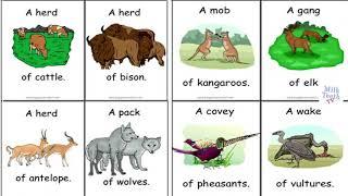 Collective Nouns Words for Groups of People Animals Things | List of Collective Nouns