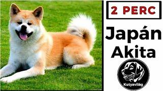 2 perc a JAPÁN AKITÁRÓL - Kutyavilág | kutyafajták