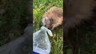 2 dying hedgehogs were trapped in a construction hole for days 