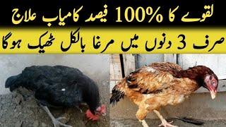 Aseel murga ka laqwa ka ilaj | Aseel laqwa ka ilaj | Chicken k lakwa ka ilaj | asel murga lakwa ilaj