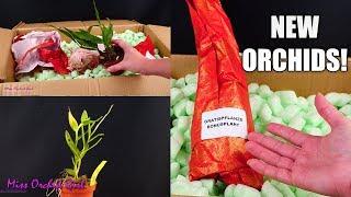 Unboxing birthday Orchid haul! - Orchideen Lucke Review