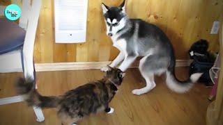  Hilarious Cats Bullying Innocent Dogs 