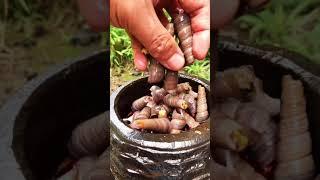 Fried squid and boiled snails recipe with delicious ingredients recipe with delicious ingredients