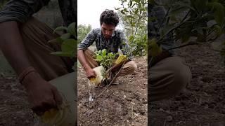 watering the orange tree #nature #farming #orangeplant #shorts
