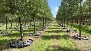 Live Oak Trees 18-20' ht x 5-6" tr dia/Large Live Oak Trees For Sale/Trees fot Sale Central Florida