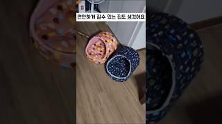 인적이 드문 외진 도로에 버려진 강아지남매에게 일어난 기적 3탄