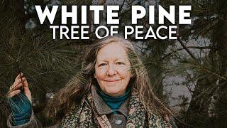 White Pine: The Tree of Peace | Robin Rose Bennett