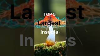 Top 5 largest insects! #youtube  #youtubeshorts #shorts #insects #lsmedia