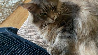 HUGE Maine Coon Cat Talks To Owner: #talkingcat