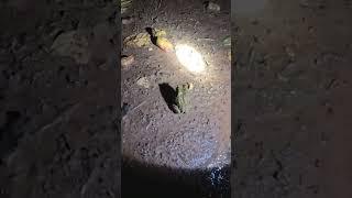 Frog in Asia #frog #rainsounds #wild