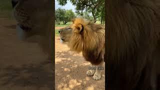 Barbary Lion Vs American Lion  | #shorts #lion #facts #wildanimals