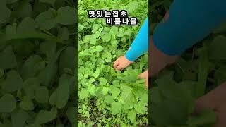 뼈건강에도 좋고 영양소가 풍부한 맛있는 잡초 비름나물