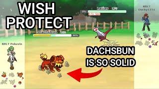 Dachsbun Is So Good! (Pokemon Showdown Random Battles) (High Ladder)