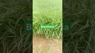 New Brazilian grass in Zimbabwe