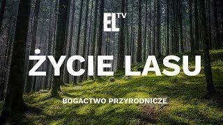 Życie lasu – bogactwo przyrodnicze