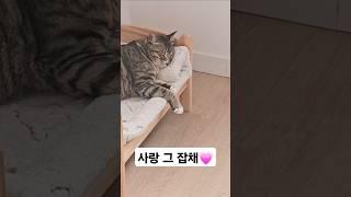 유죄고양이 #미미 #고양이 #cat  #이쁘냥 #유죄냥 #호흡곤란유발