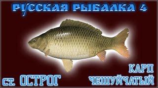 РР4 СТАРЫЙ ОСТРОГ КАРП / РУССКАЯ РЫБАЛКА 4 СТАРЫЙ ОСТРОГ КАРП / RUSSIAN FISHING 4 COMMON CARP