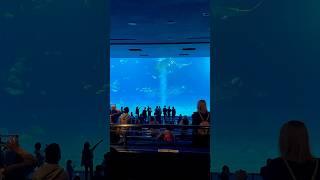 沖縄の水族館といったらここ！世界最大級の水槽とジンベイザメなど見所たくさんの水族館 #沖縄 #水族館 #観光 #美ら海水族館