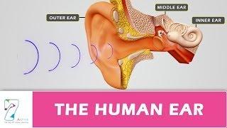 THE HUMAN EAR