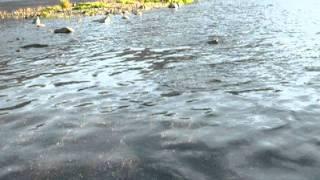 Chum Salmon - Sheep Creek - Juneau, AK