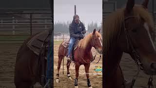 #BALANCE N THE #STOP #MPHorseTraining #daily #trainer  #tips #reining #cowhorse #horsetraining #fyp